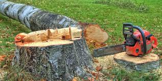 Best Arborist Consultation Services  in Plattsburgh, NY