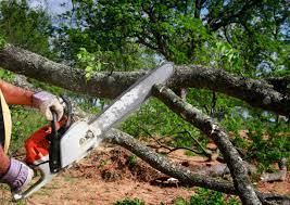 Organic Lawn Care Solutions in Plattsburgh, NY