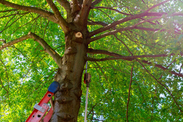 How Our Tree Care Process Works  in  Plattsburgh, NY